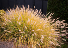 Ziergras Pennisetum alopecuroides ‚Gelbstiel‘, Lampenputzergras, Stauden Gänge, mit gelben Blütenähren im Garten.