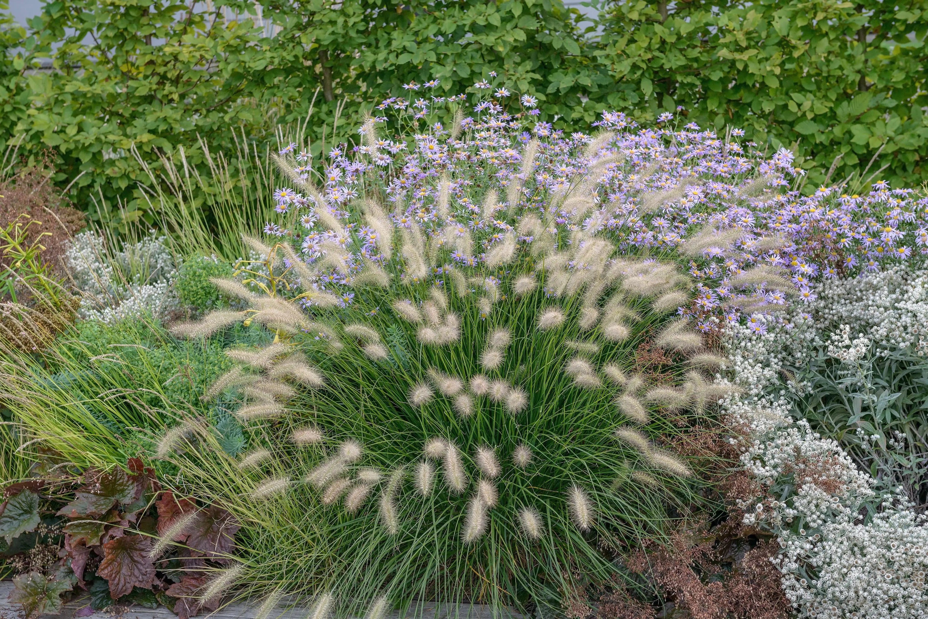 Ziergras Pennisetum alopecuroides 'Little Bunny' von Stauden Gänge, dichtes Lampenputzergras mit buschigem Wuchs.