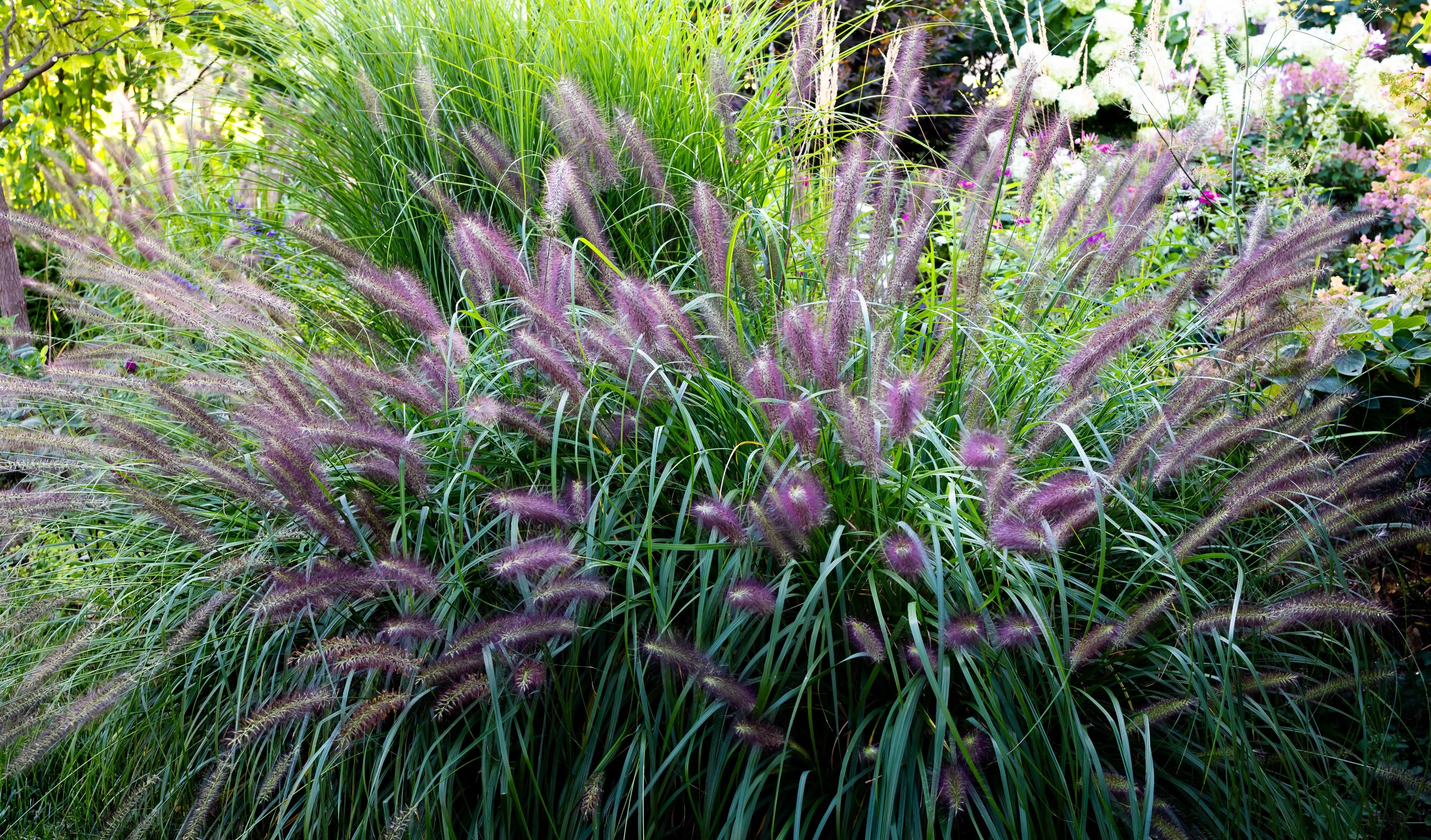 Rotes Lampenputzergras Pennisetum alopecuroides 'Red Head' als Ziergras, mit braunen Blütenständen und grünen Blättern, auf natürlichem Hintergrund