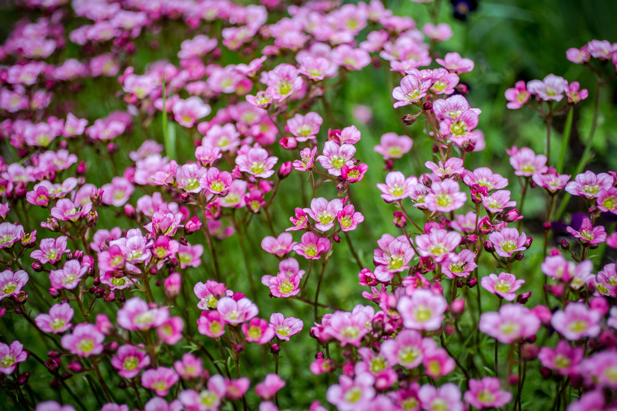 Rosa Moos-Steinbrech Saxifraga x arendsii 'Ice Colours Appleblossom' Staude mit blassen rosa Blüten und grünen Blättern