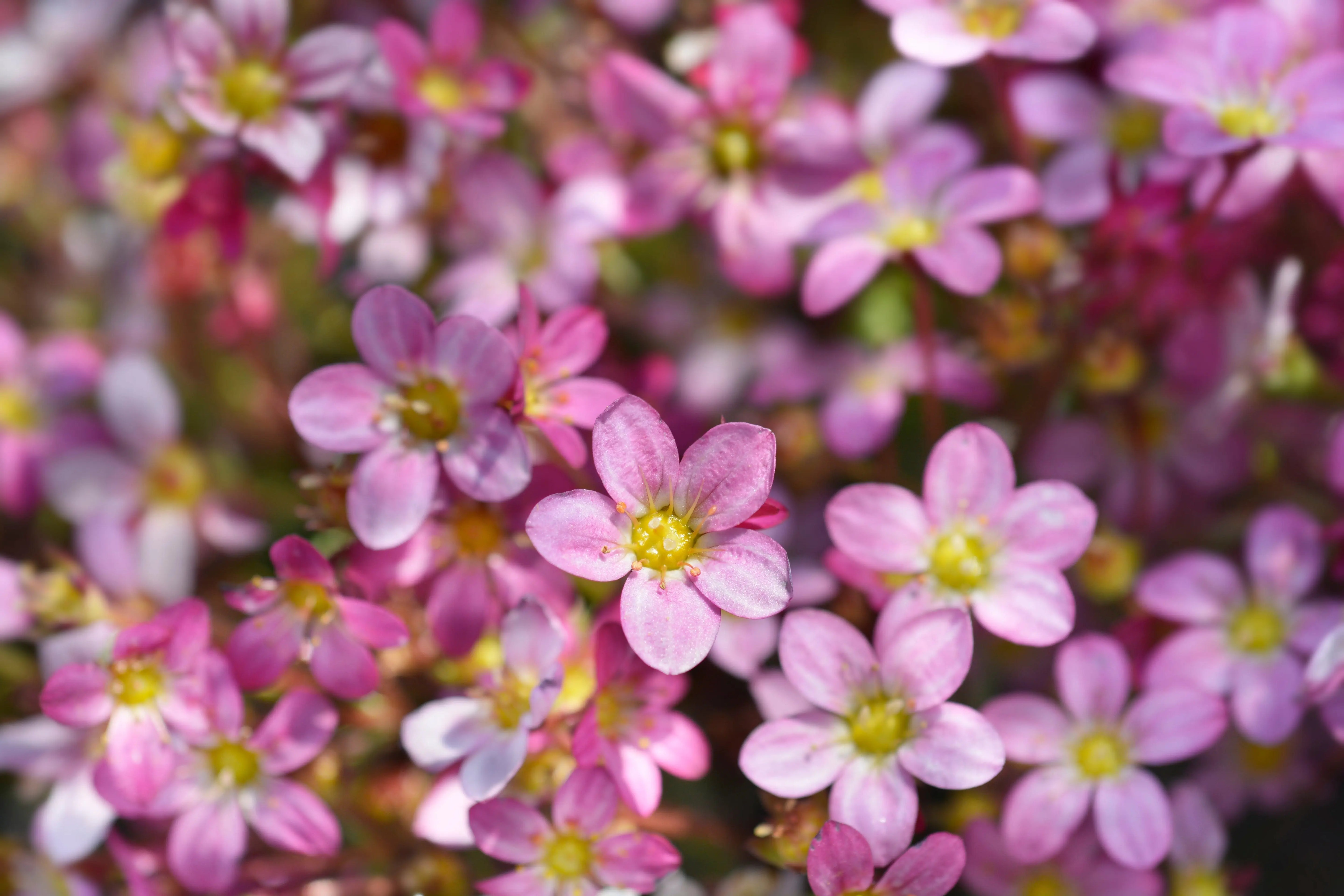 Rosa Moos-Steinbrech Saxifraga x arendsii 'Ice Colours Appleblossom' Staude mit rosa Blüten und grünen Blättern, im Garten.