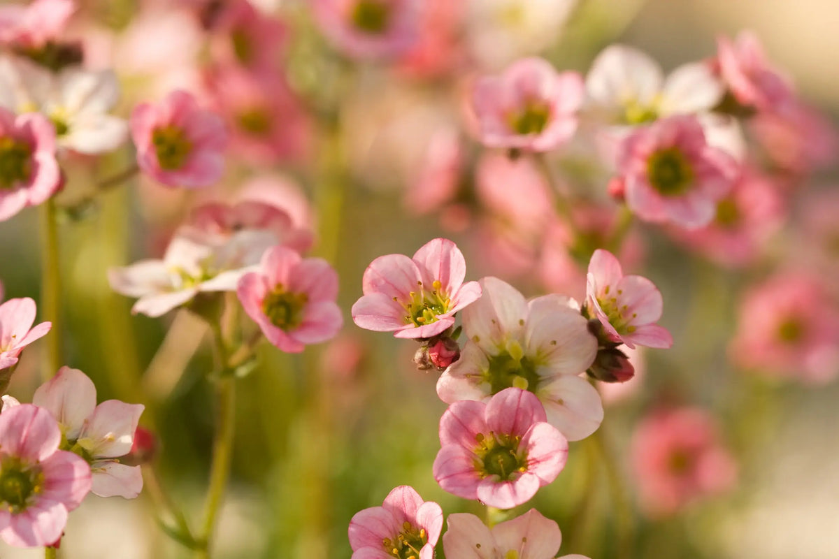 Rosa Moos-Steinbrech Saxifraga x arendsii 'Ice Colours Appleblossom' als Staude, blühend mit zarten rosa Blüten.