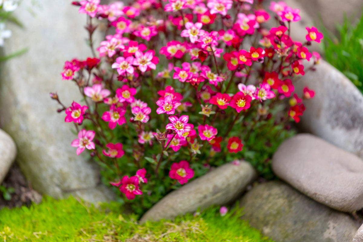 Rote Staude Saxifraga x arendsii 'Ice Colours Red' von Stauden Gänge, mit grünen Blättern und roten Blüten, Nahaufnahme