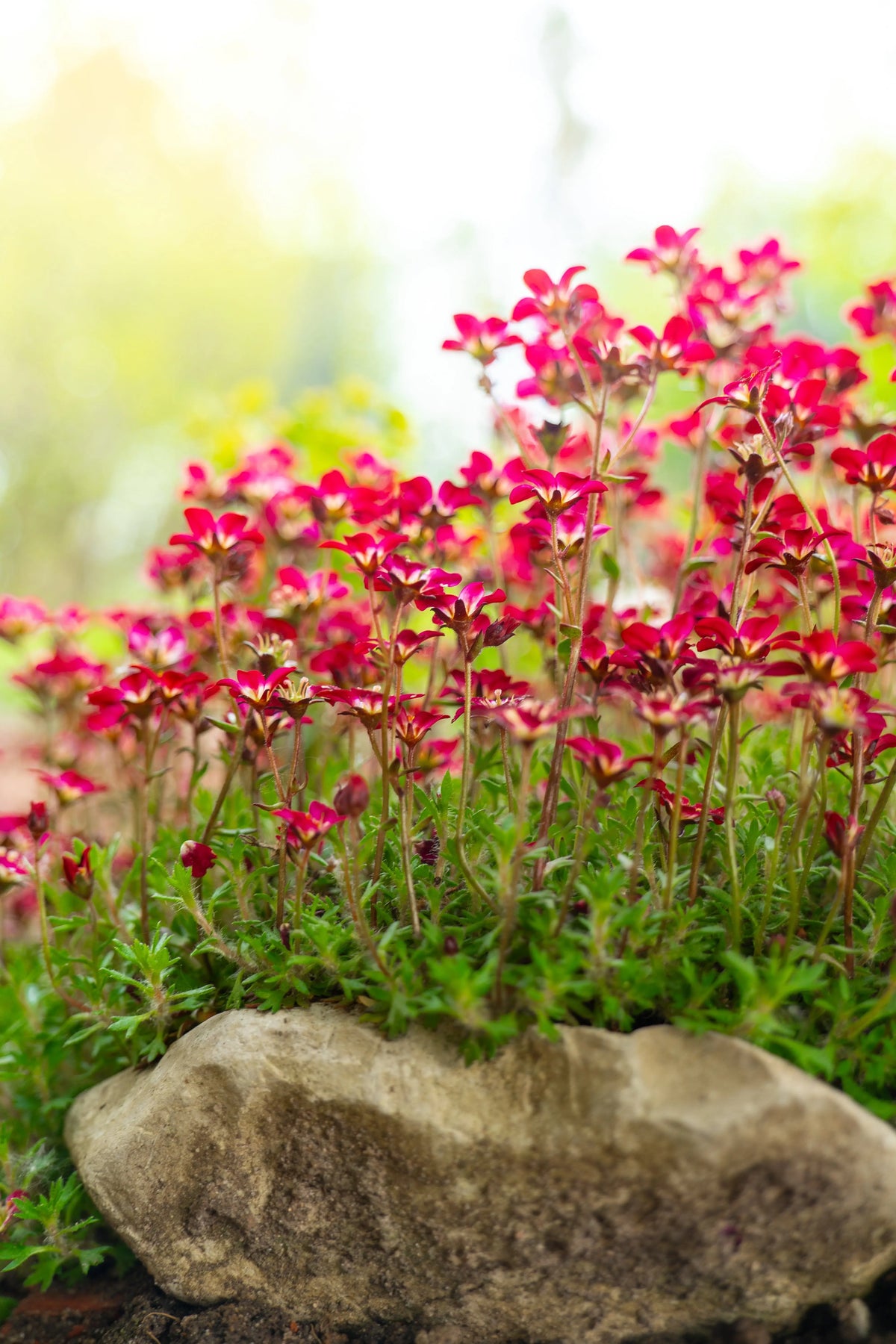 Roter Moos-Steinbrech Saxifraga x arendsii 'Ice Colours Red' als Staude, mit roten Blüten und grünen Blättern, aufgenommen bei Sonnenlicht