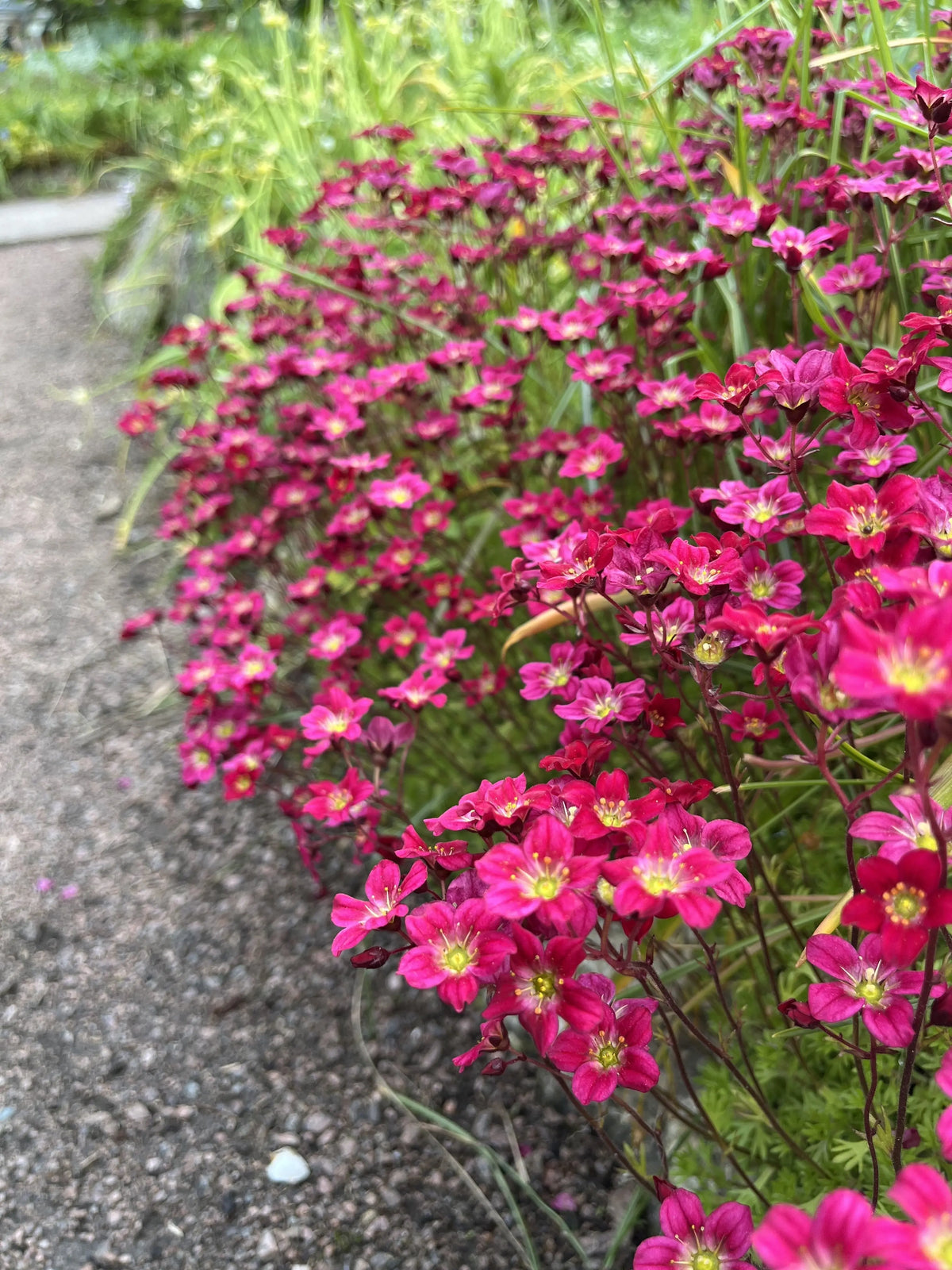 Rote Saxifrage 'Ice Colours Red' Staude, Stauden Gänge, mit grünen Blättern und roten Blüten, Nahaufnahme