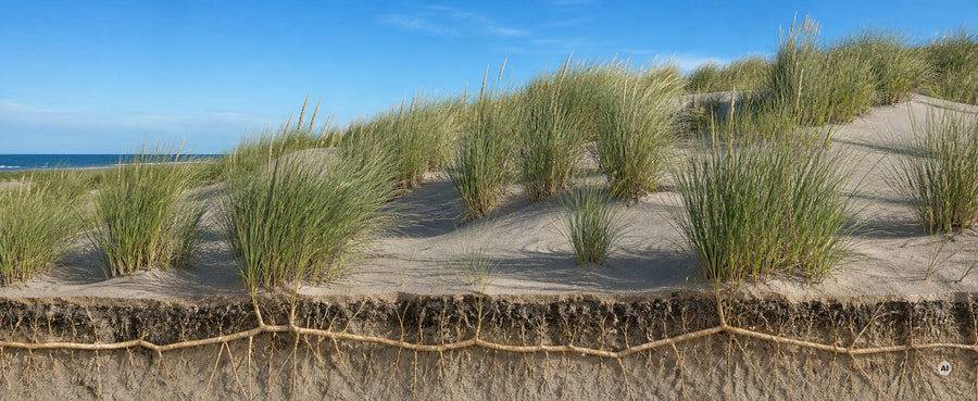 Querschnitt einer Düne: Strandhafer-Horste oben, das weitreichende Wurzelwerk im Sand darunter