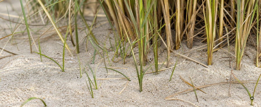 Nahaufnahme junger, frisch austreibender Strandhafer-Halme im Sand