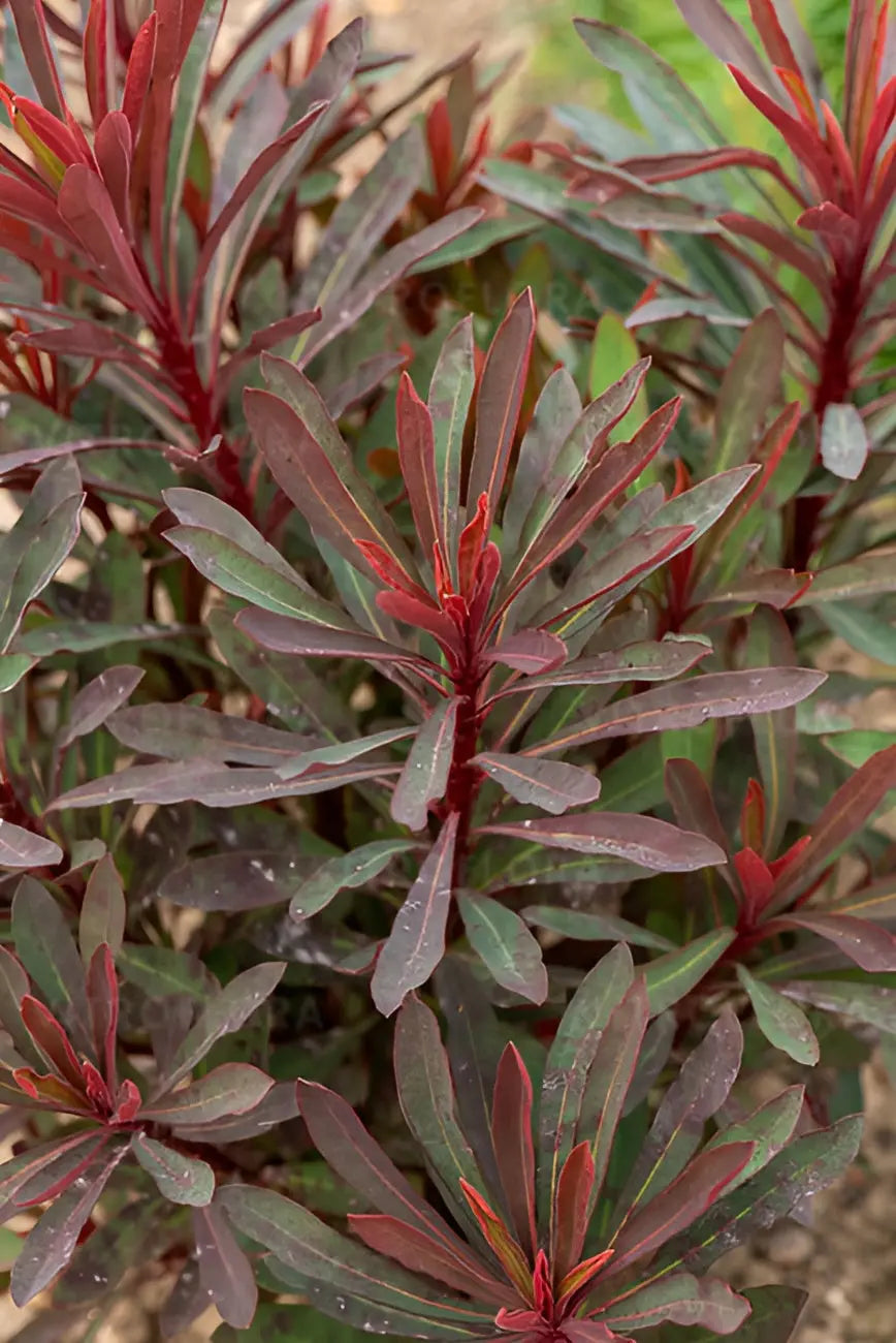 Rote Blätter der Staude Euphorbia amydaloides 'Miners Merlot' von Stauden Gänge, wächst als dekorative Wolfsmilch im Garten