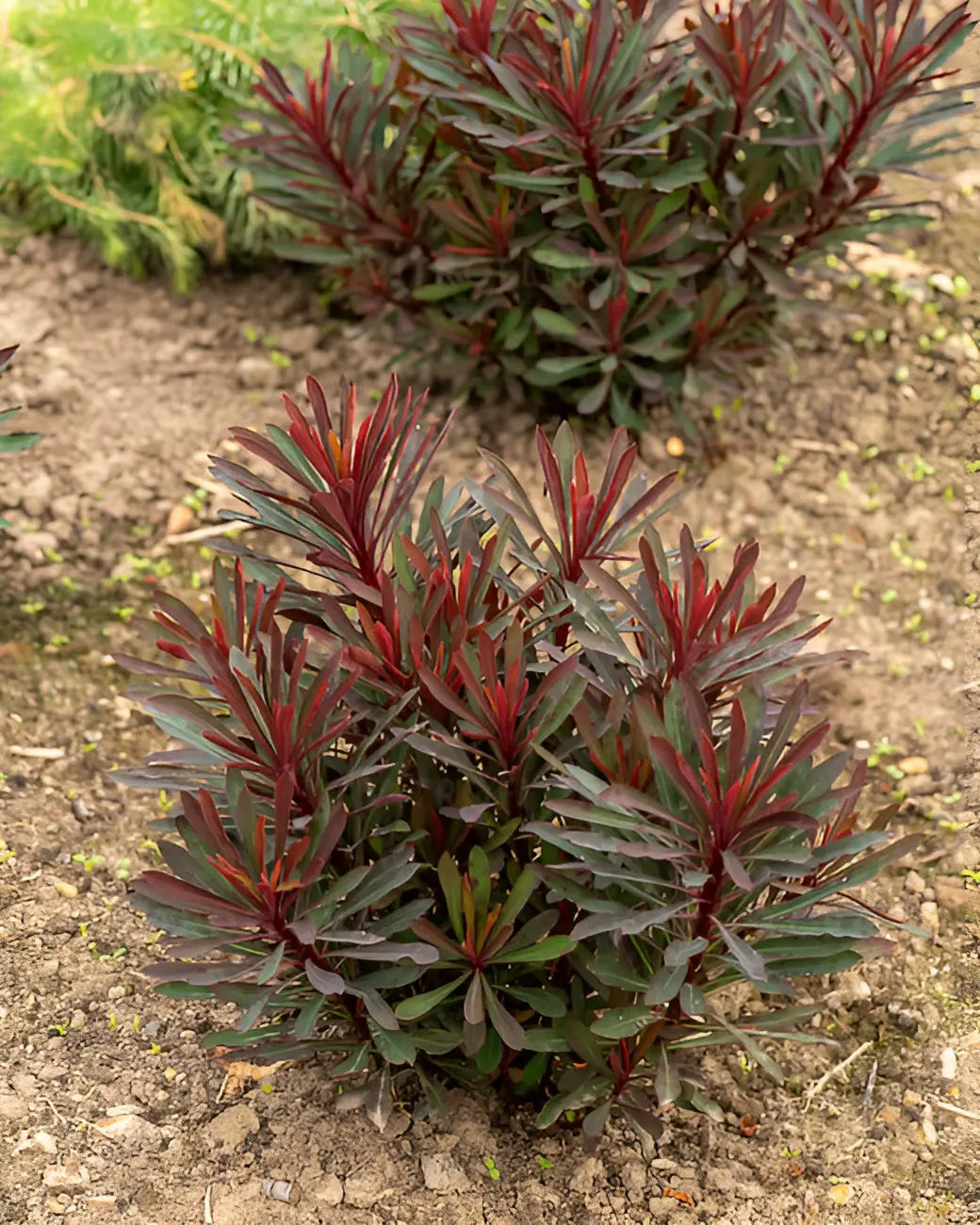 Rote Blätter der Staude Euphorbia amydaloides 'Miners Merlot' von Stauden Gänge, winterharte Wolfsmilchpflanze, Nahaufnahme.