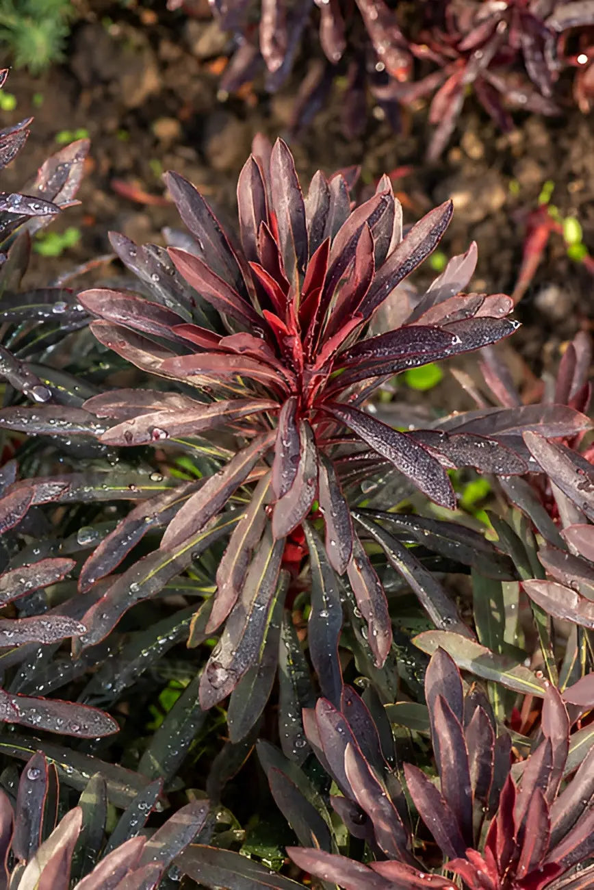 Rote Blätter der Euphorbia amydaloides 'Miners Merlot' Staude, große grüne Blätter mit rötlichen Tönen, in Gartenumgebung.