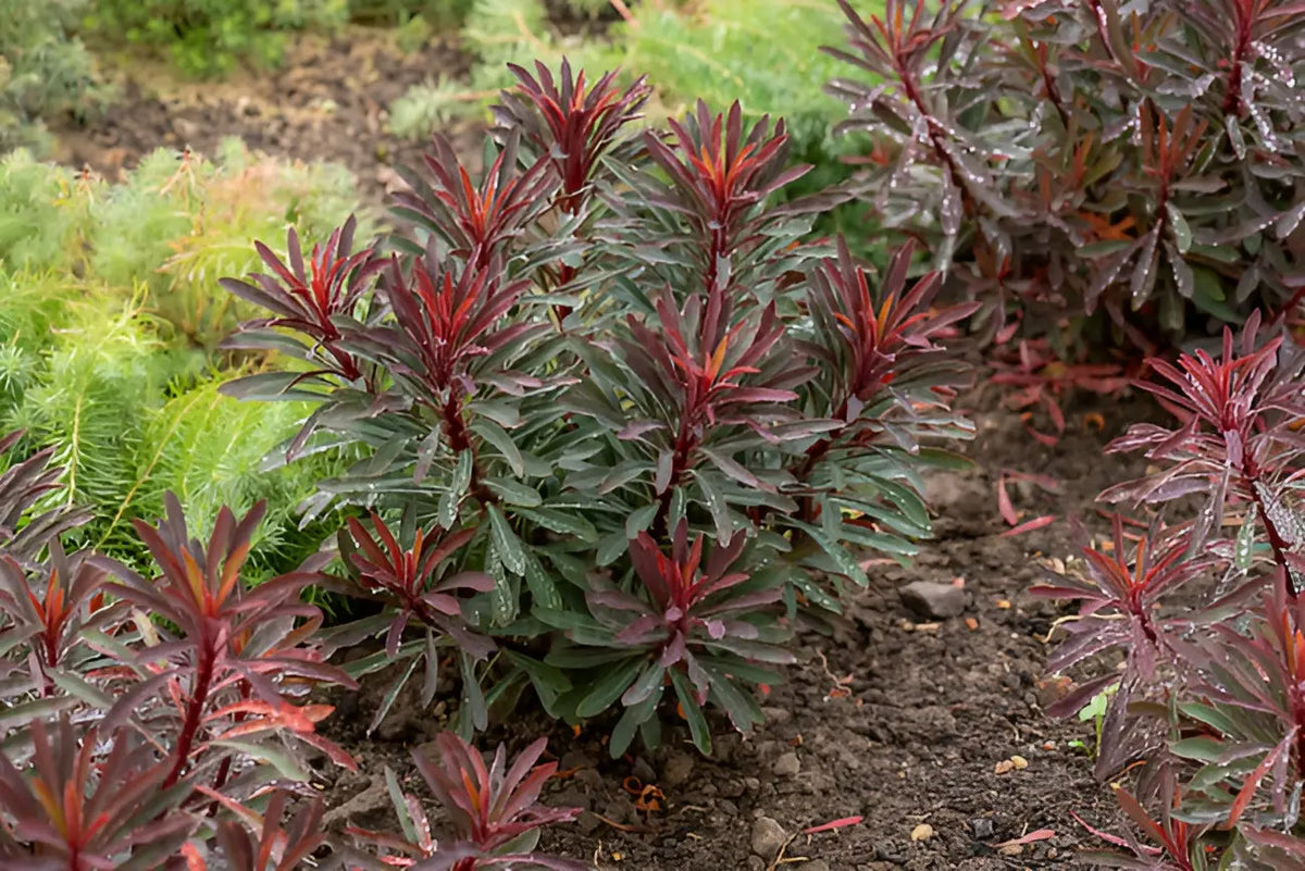 Rotblättrige Euphorbia amydaloides 'Miners Merlot', Staude mit auffälligen roten Blättern, von Stauden Gänge fotografiert.