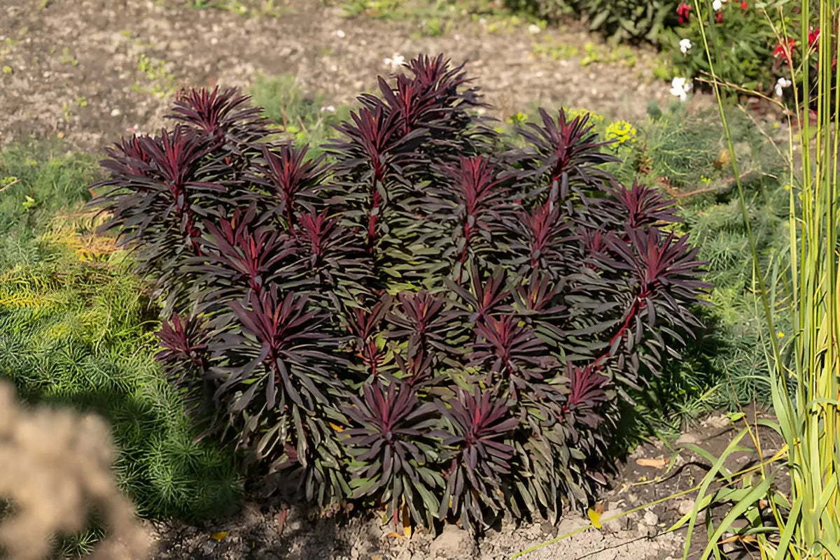Rote Blätter der Staude Euphorbia amydaloides 'Miners Merlot' von Stauden Gänge, mit grünen Blättern und blühendem Wuchs.