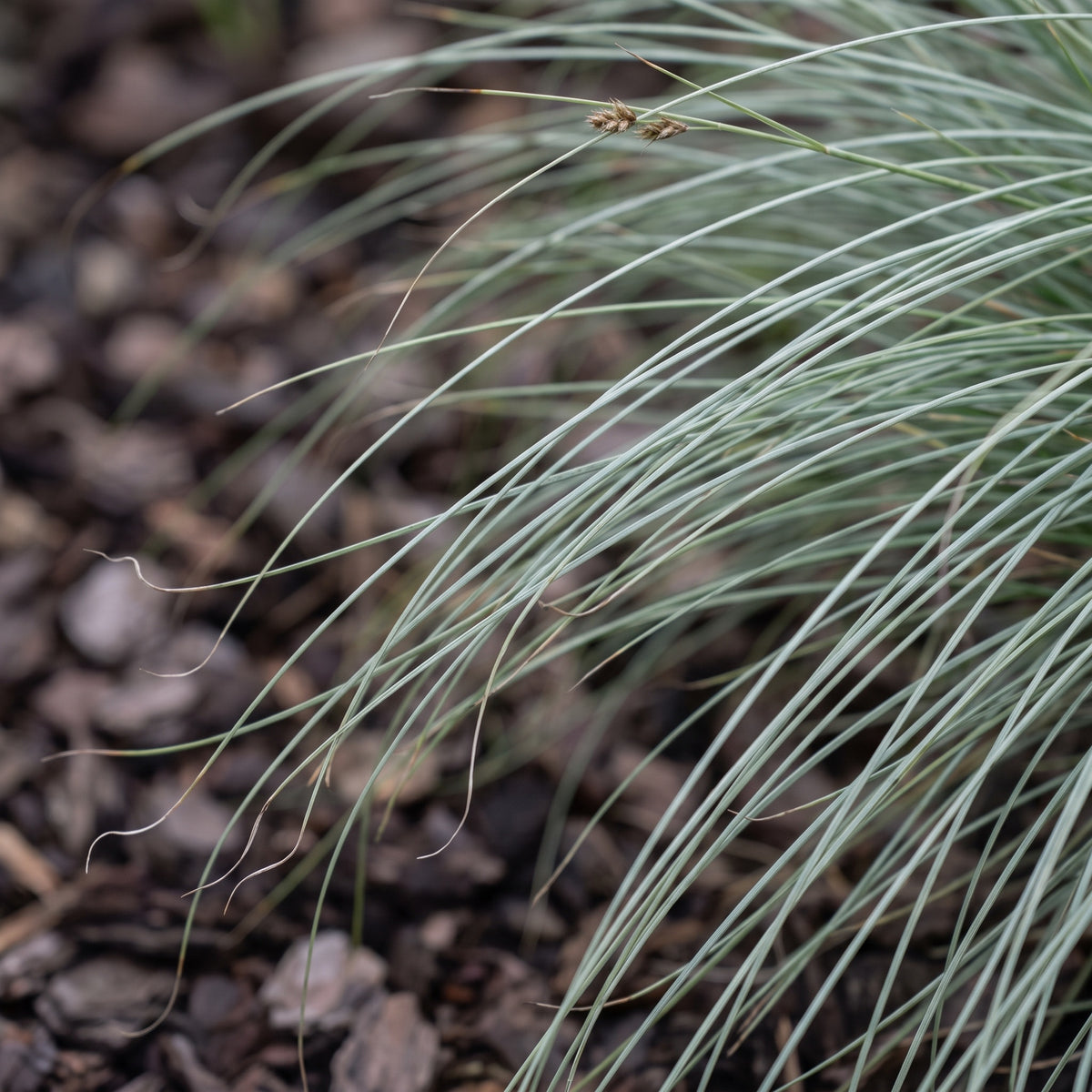 Nahaufnahme der haarfeinen, silbriggrünen Halme von Carex comans 'Amazon Mist' mit gekringelten Spitzen