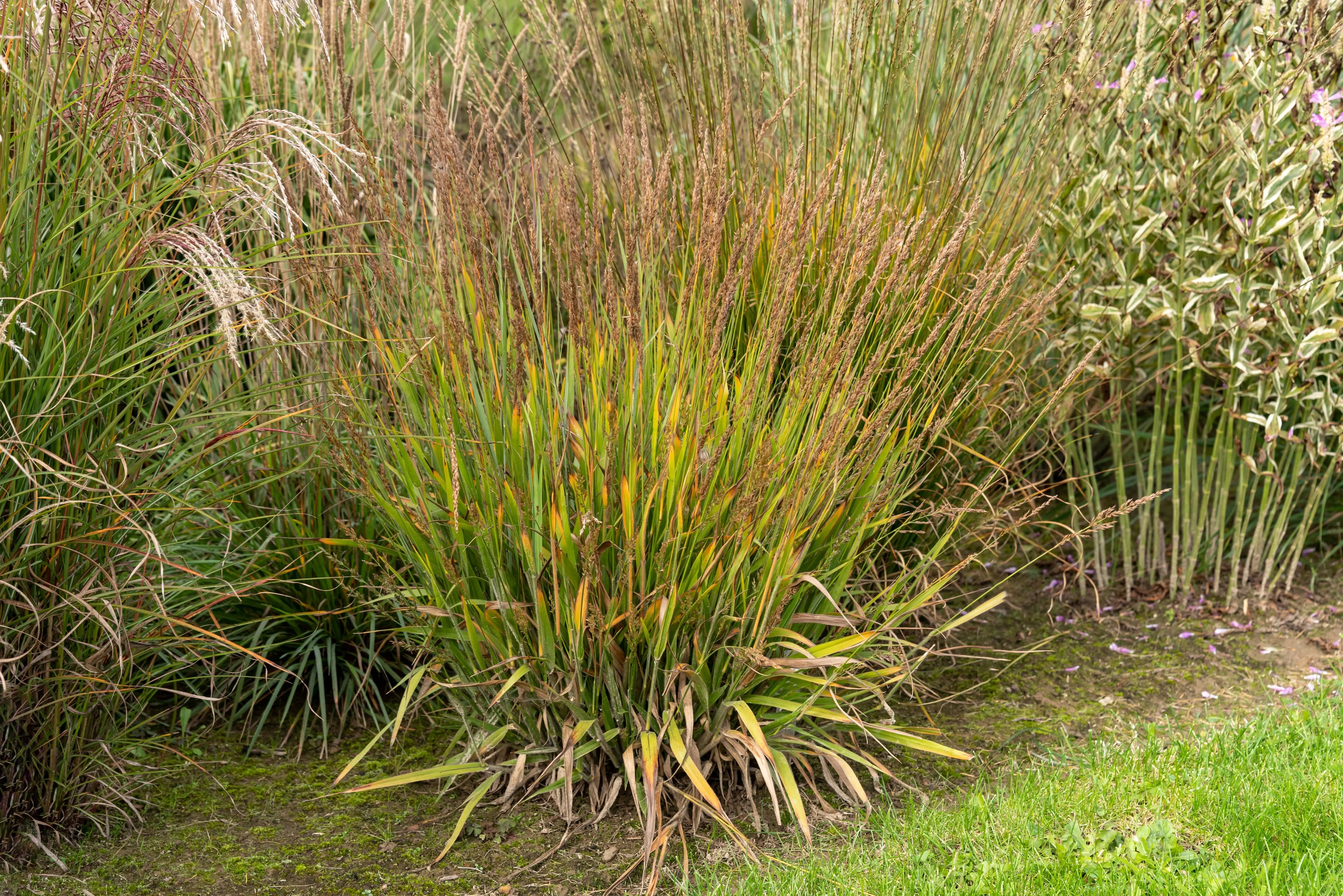 Ziergras Calamagrostis splendens ‚Cheju-Do‘, niedriges Reitgras, mit feinen, rosenfarbenen Blütenständen, von Stauden Gänge.