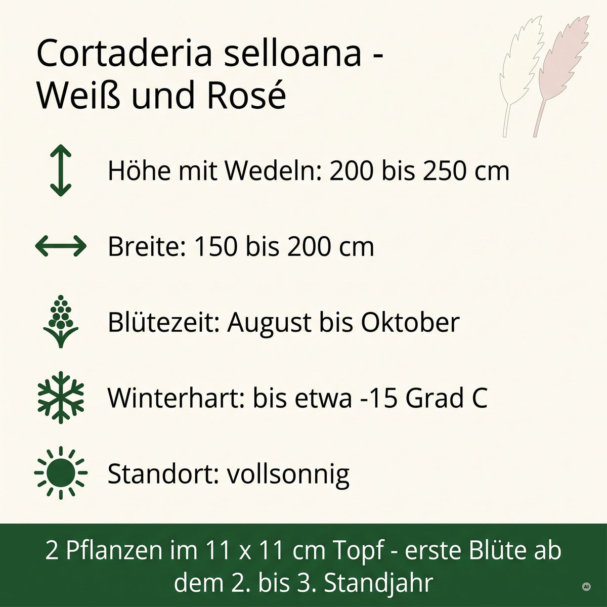 Steckbrief: 200 bis 250 cm hoch, 150 bis 200 cm breit, Blüte August bis Oktober, winterhart bis etwa minus 15 Grad, vollsonnig