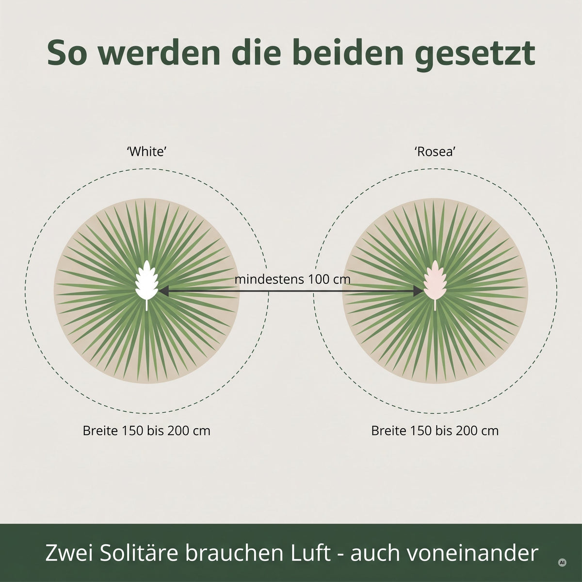 Pflanzplan von oben: mindestens 100 cm Abstand zwischen den beiden Pflanzen, je 150 bis 200 cm Breite
