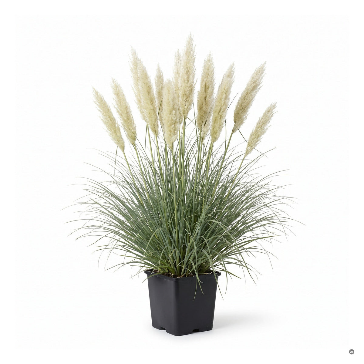 Cortaderia selloana 'Pumila', Kleines Pampasgras mit cremeweißen Federwedeln, im eckigen 11x11 cm Topf, Stauden Gänge