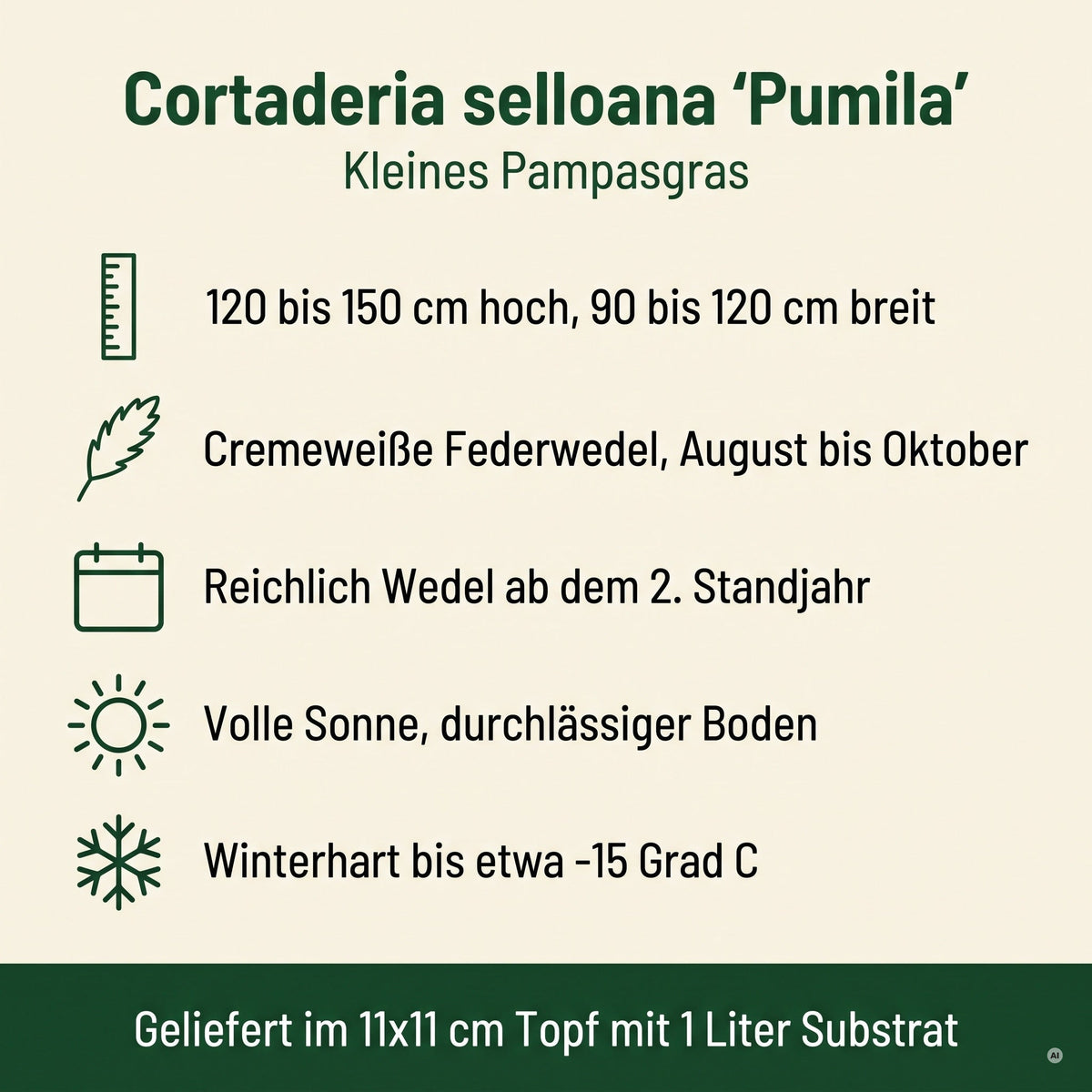 Steckbrief Cortaderia selloana 'Pumila': 120 bis 150 cm, cremeweiße Wedel August bis Oktober, winterhart bis etwa -15 Grad C