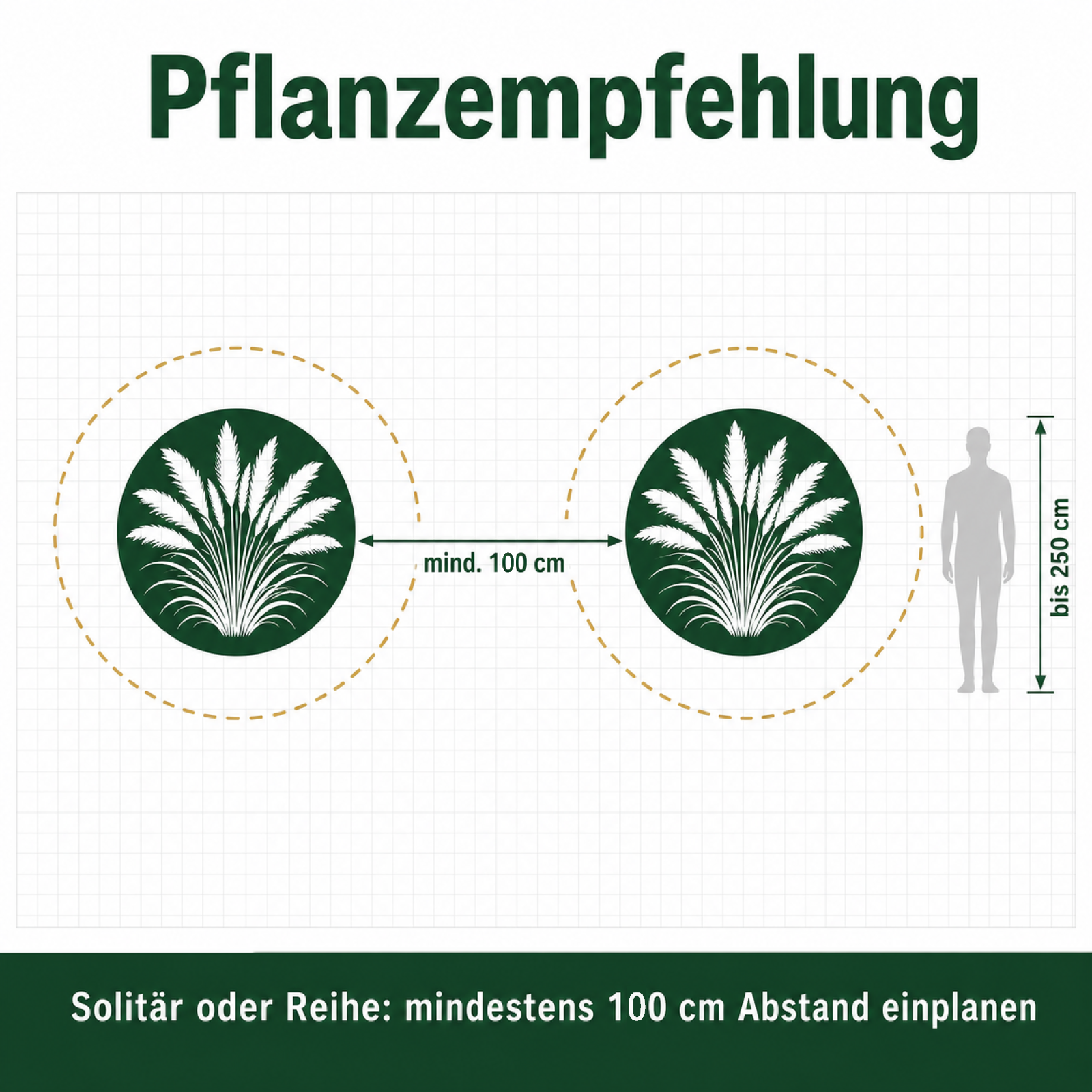 Pflanzempfehlung für Cortaderia selloana 'White': mindestens 100 cm Abstand, Wuchshöhe bis 250 cm.