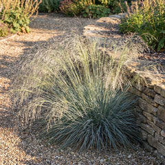 Eragrostis elliottii 'Blue Eros' als Solitär im Kiesbeet, blaugrüner Horst mit überhängender Blütenwolke