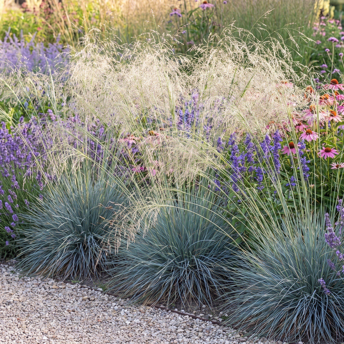Mehrere Horste Blaues Liebesgras 'Blue Eros' im Präriebeet mit Lavendel, Salbei und Echinacea