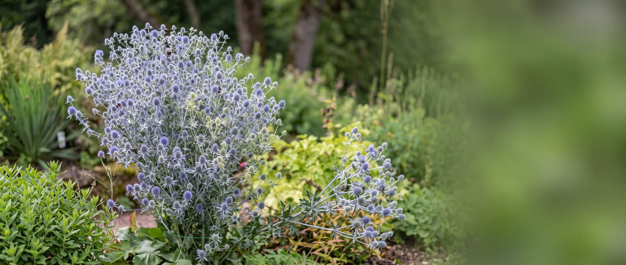 Eryngium planum als breite stahlblaue Blütenwolke im sonnigen Staudenbeet