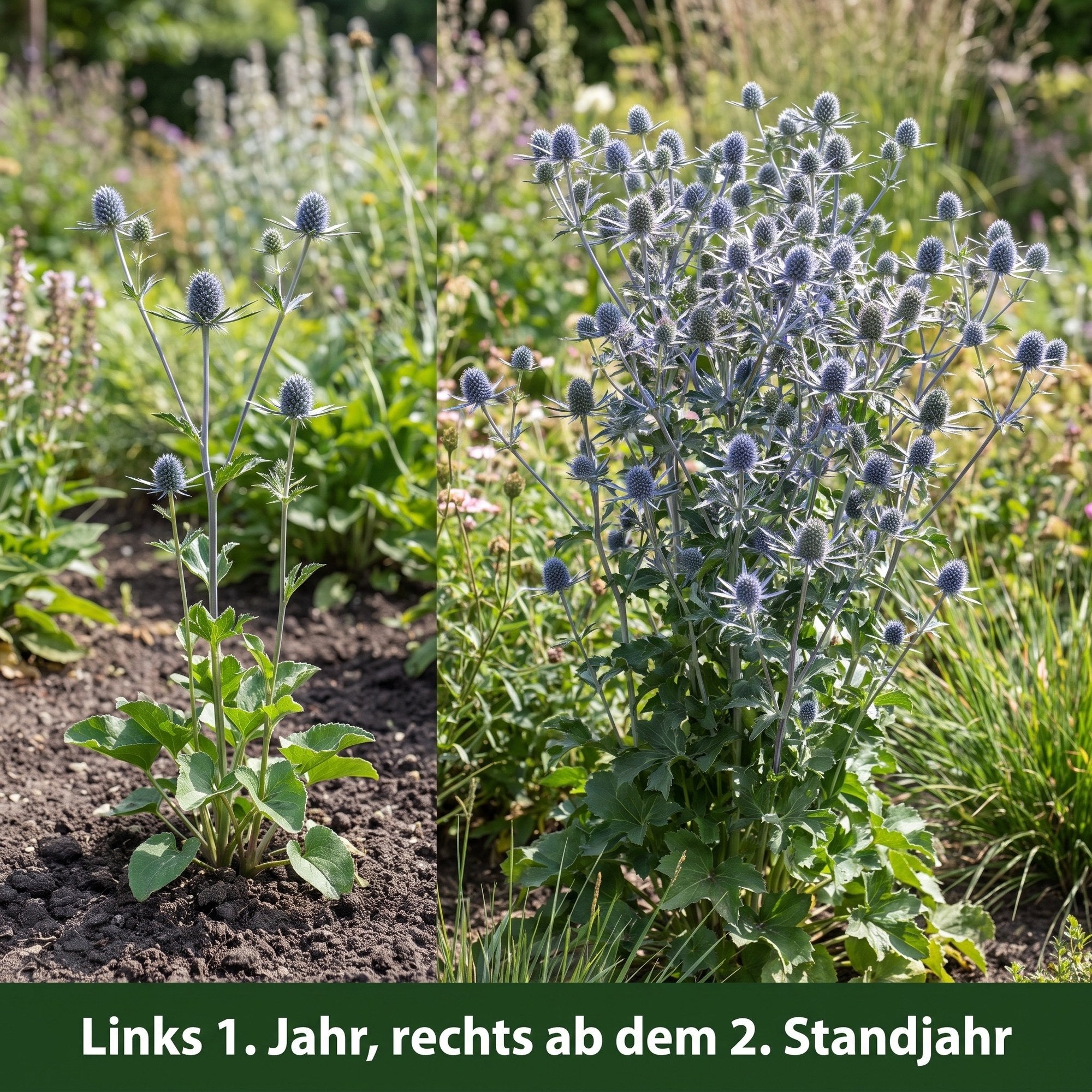 Links die Jungpflanze im Pflanzjahr, rechts dieselbe Staude ab dem zweiten Standjahr in voller Höhe