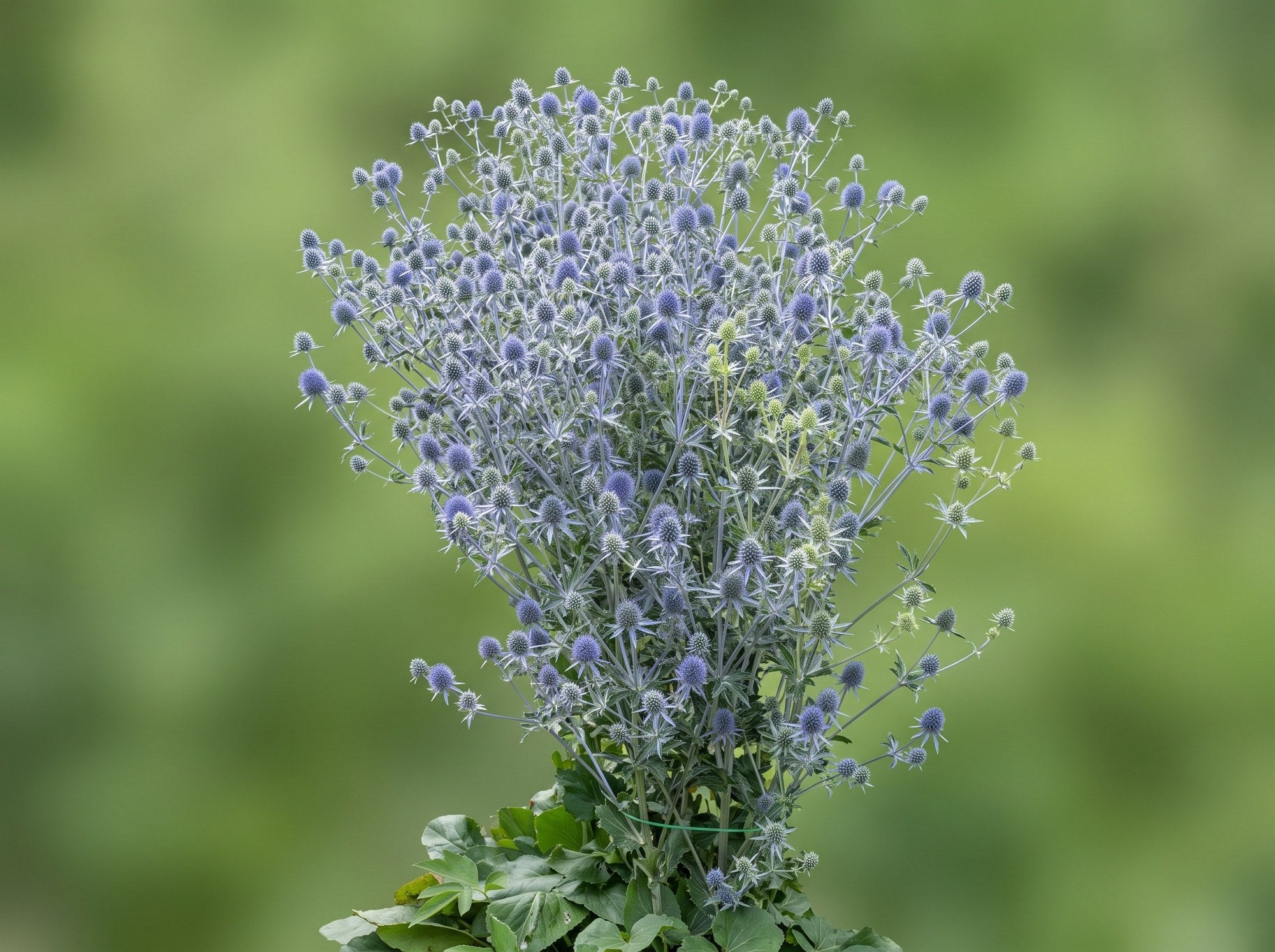 Eryngium planum in voller Höhe in der Beetmitte