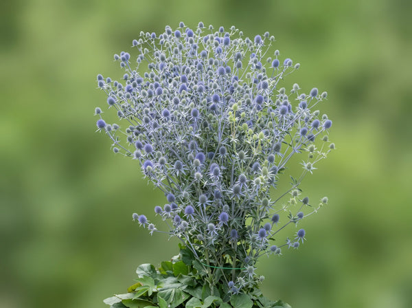Eryngium planum in voller Höhe als Gruppe in der Beetmitte