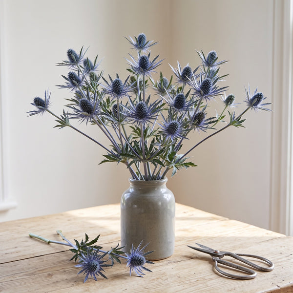 Strauß aus Eryngium planum als Schnittblume in einer grauen Steinzeugvase
