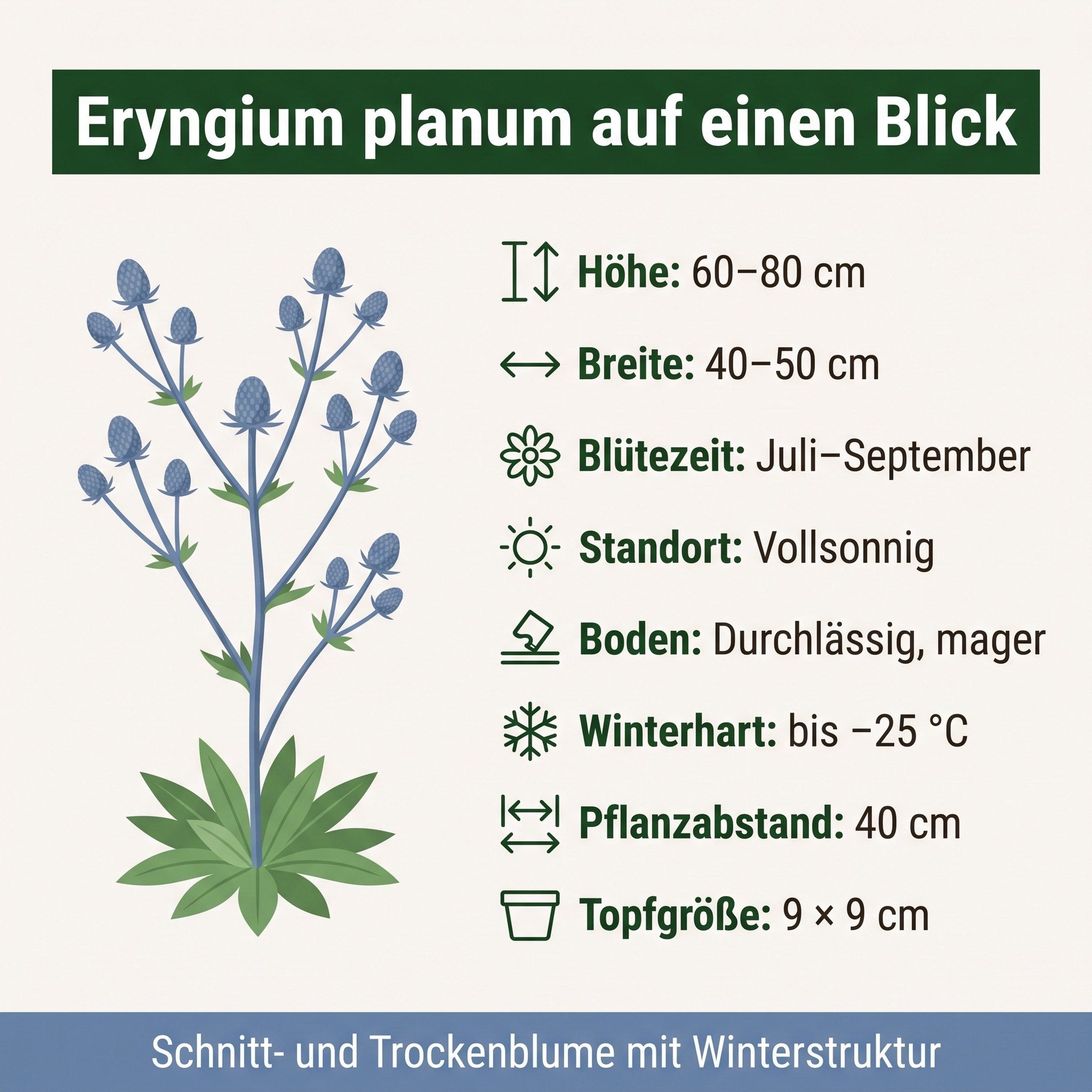 Steckbrief Eryngium planum: Höhe 60–80 cm, Breite 40–50 cm, Blütezeit Juli bis September, vollsonnig, winterhart bis −25 °C, Pflanzabstand 40 cm, Topfgröße 9 × 9 cm