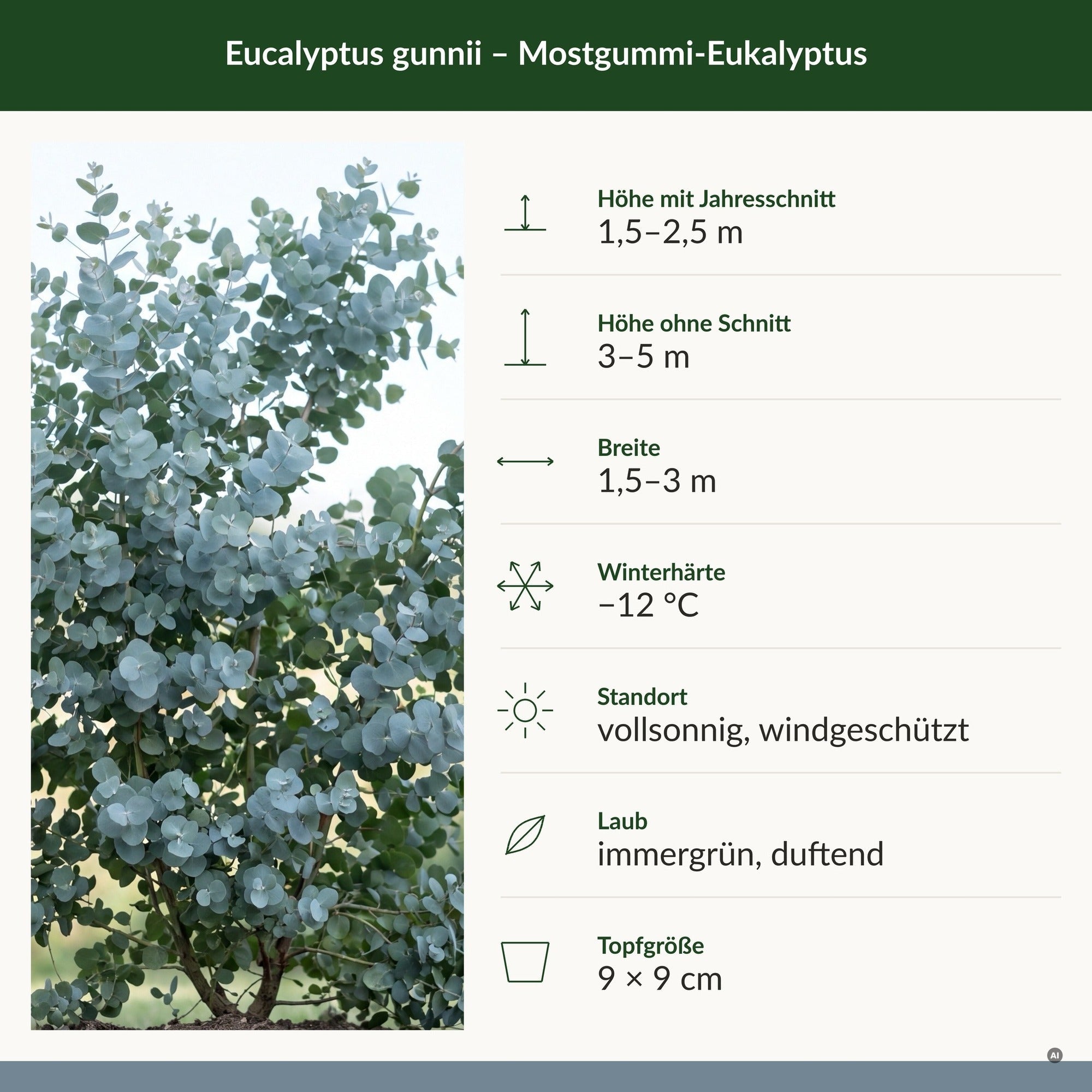 Steckbrief Eucalyptus gunnii: 1,5–2,5 m mit Jahresschnitt, 3–5 m ohne, Breite 1,5–3 m, winterhart bis −12 °C, vollsonnig und windgeschützt, immergrünes Duftlaub, Topf 9 × 9 cm