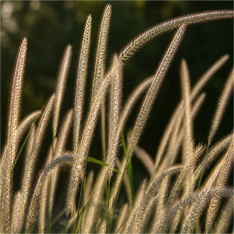 Federähren von Pennisetum 'Fairy Tails' im Gegenlicht in Nahaufnahme