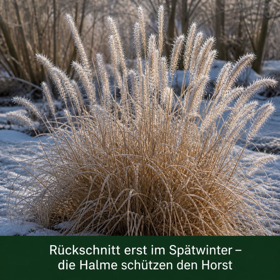 Pennisetum 'Fairy Tails' im Winter mit Raureif auf den Ähren
