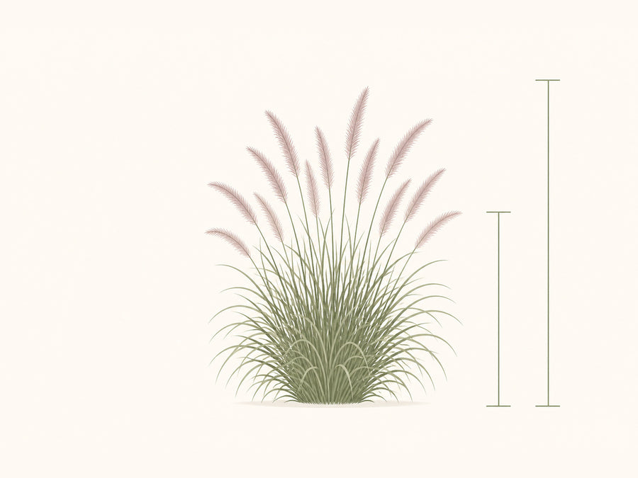 Maßvergleich: Laubhorst 60 bis 70 cm, mit Blütenähren 90 bis 100 cm