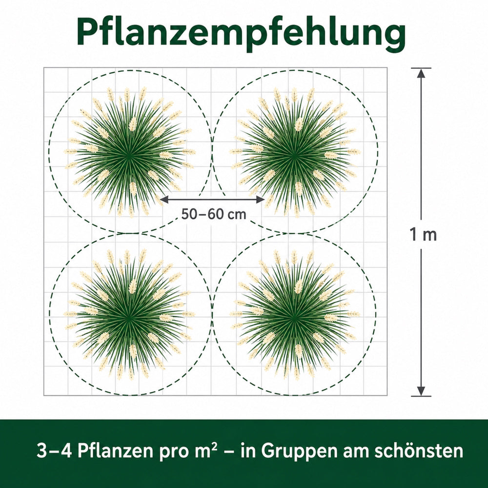 Pflanzplan: 3 bis 4 Pflanzen pro Quadratmeter bei 50 bis 60 cm Abstand