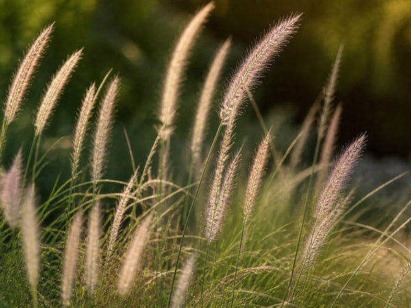 Makroaufnahme der schlanken Federähren von Pennisetum 'Fairy Tails'