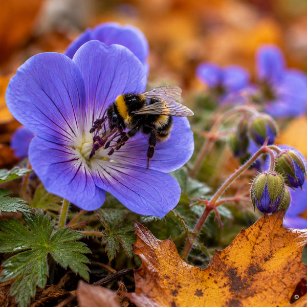 Violettblaue Blüte von Geranium 'Rozanne' mit weißem Auge in Nahaufnahme