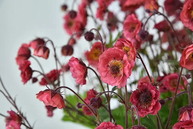 Chilenische Nelkenwurz Geum chiloense 'Pretticoats Pink' Staude mit pinken Blüten, wächst im Garten, von Stauden Gänge.