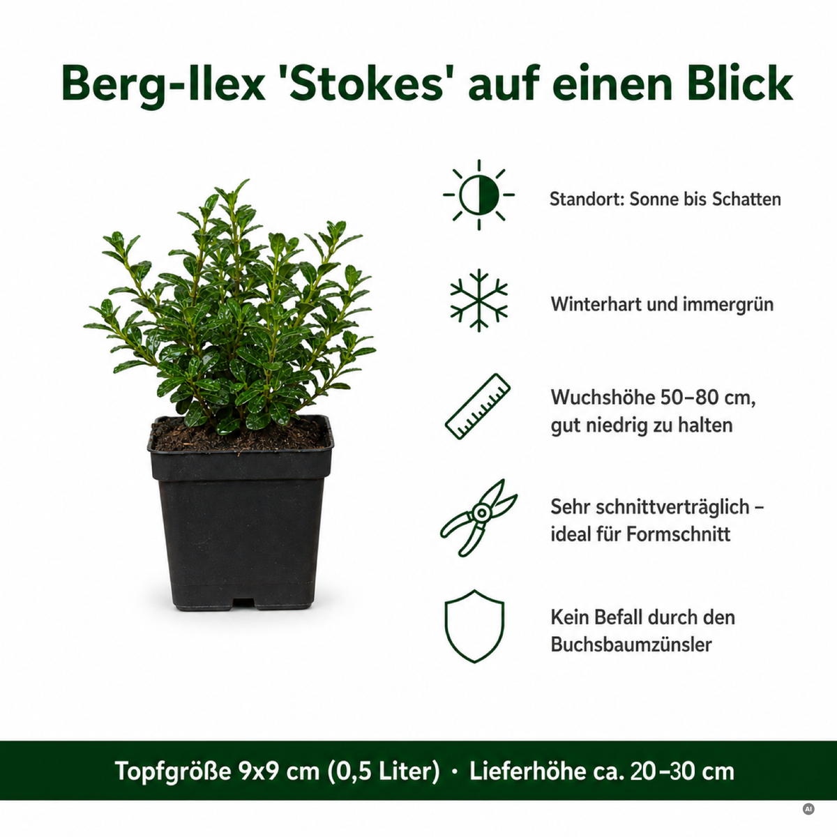 Steckbrief Berg-Ilex 'Stokes': Standort Sonne bis Schatten, winterhart und immergrün, Wuchshöhe 50–80 cm, sehr schnittverträglich, kein Befall durch den Buchsbaumzünsler, 9 × 9 cm Topf (0,5 Liter), Lieferhöhe ca. 20–30 cm