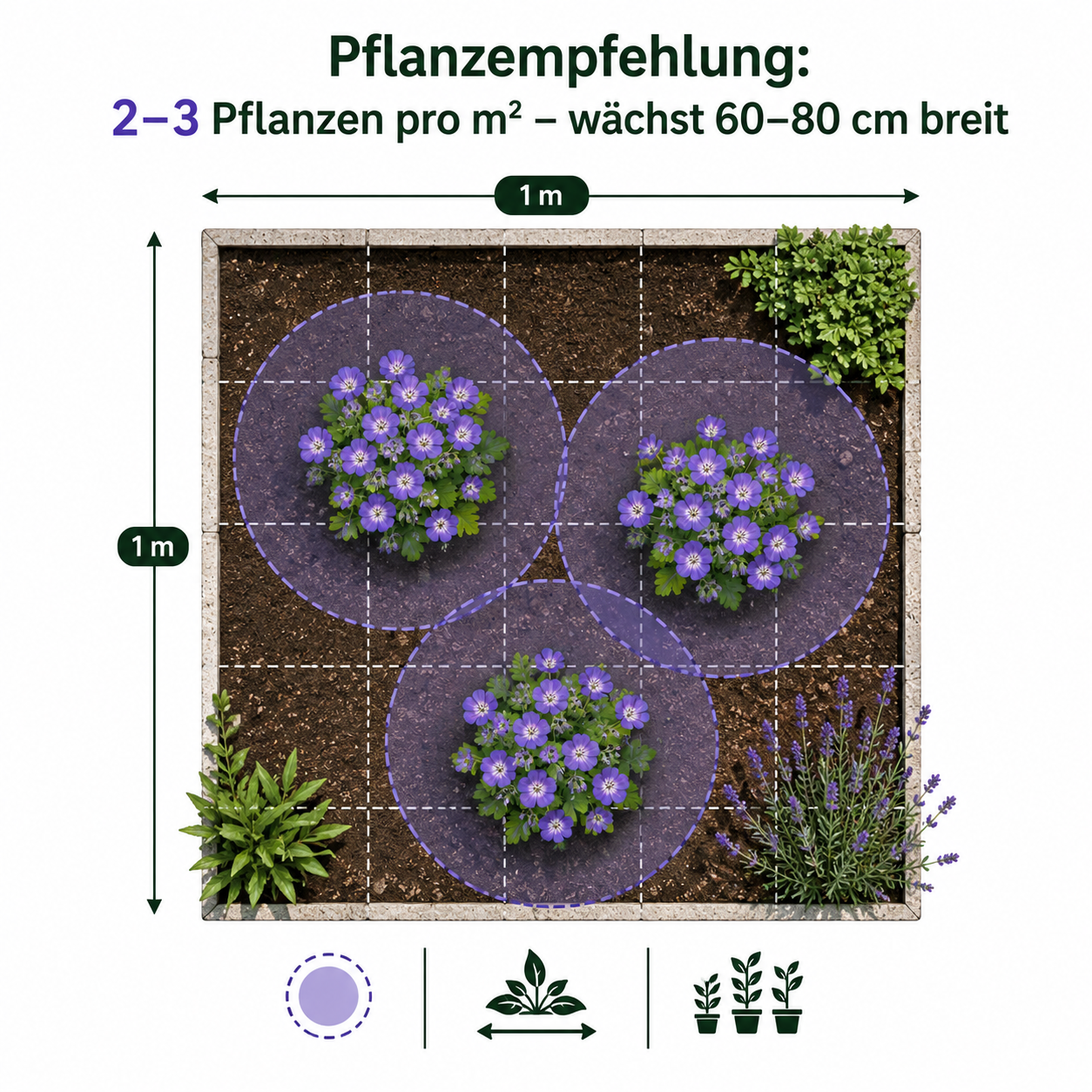 Geranium Hybride 'Rozanne ®' / Blauer Storchschnabel