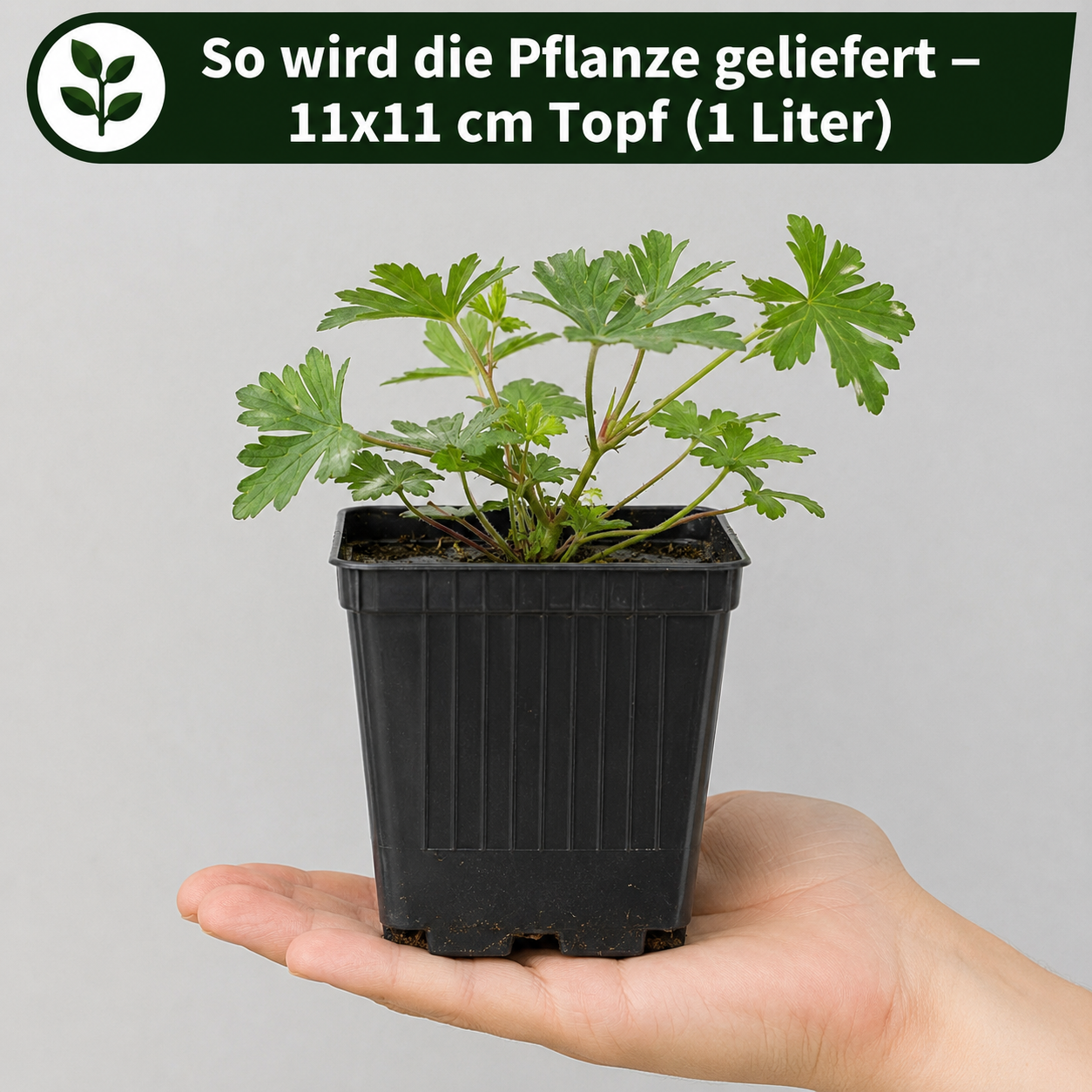 Geranium Hybride 'Rozanne ®' / Blauer Storchschnabel