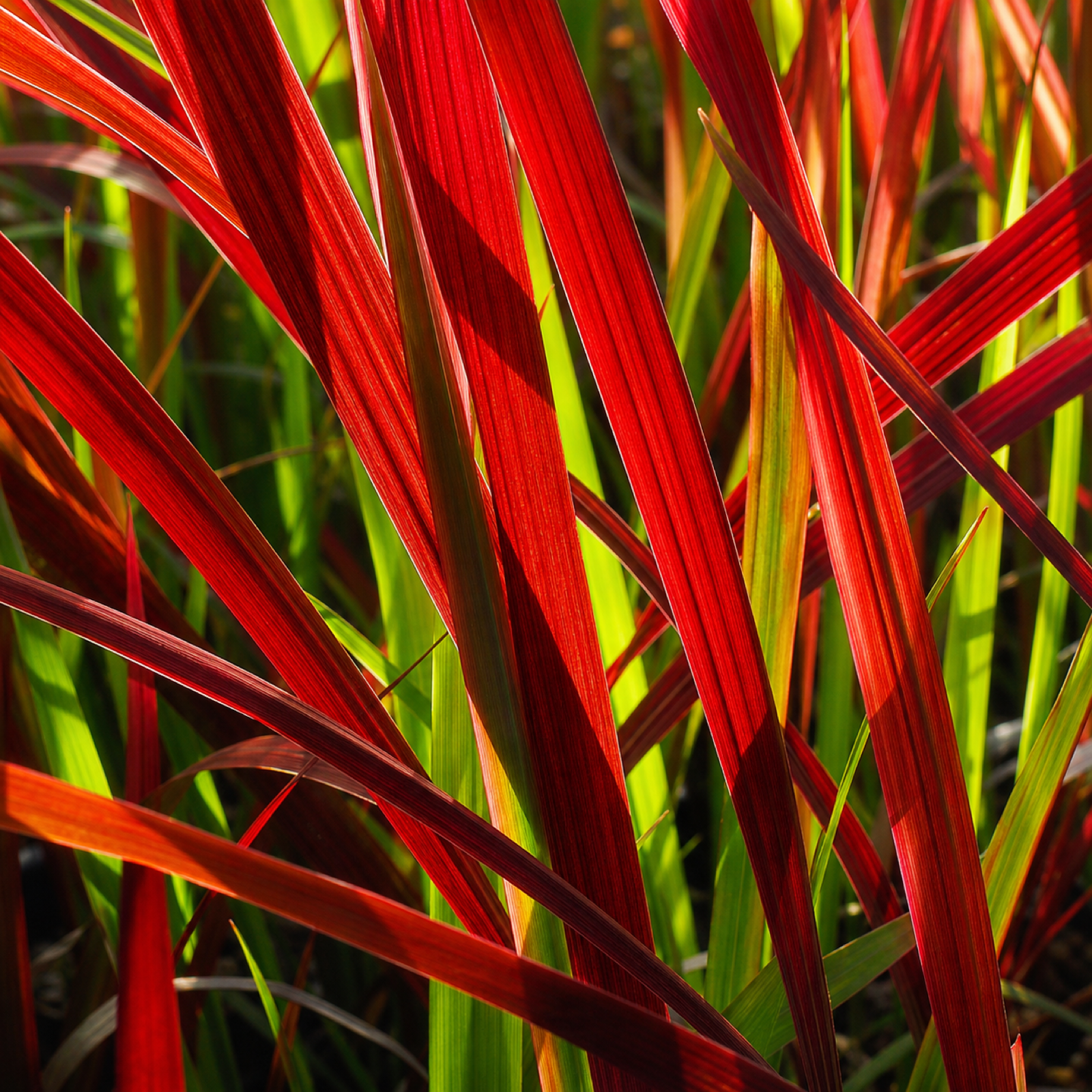 Rote Halme von Imperata cylindrica 'Red Baron' im Gegenlicht
