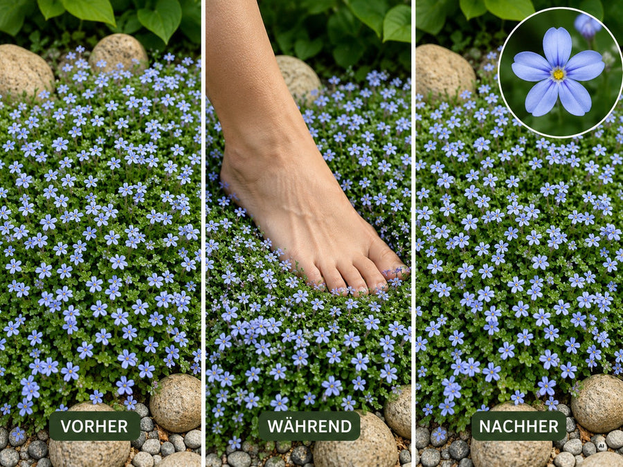 Tritt-Test am Blauen Bubikopf: vorher, während des Betretens und danach