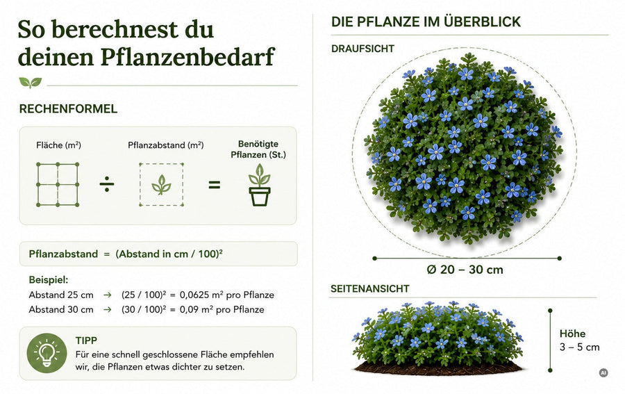 Pflanzenbedarf Blauer Bubikopf: Rechenformel, Durchmesser 20–30 cm und Höhe 3–5 cm
