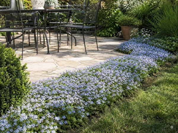 Blauer Bubikopf säumt einen Terrassenrand mit einem blau blühenden Band