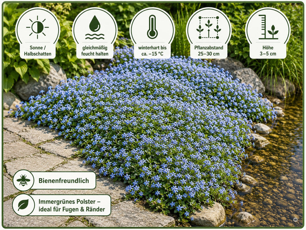 Pflege-Überblick Blauer Bubikopf: Sonne bis Halbschatten, gleichmäßig feucht, bis −15 °C, Abstand 25–30 cm, Höhe 3–5 cm