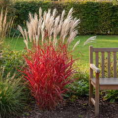 Miscanthus sinensis 'Lady in Red' im Herbstbeet: leuchtend rotes Laub mit silberweißen Blütenrispen darüber, daneben eine Holzbank