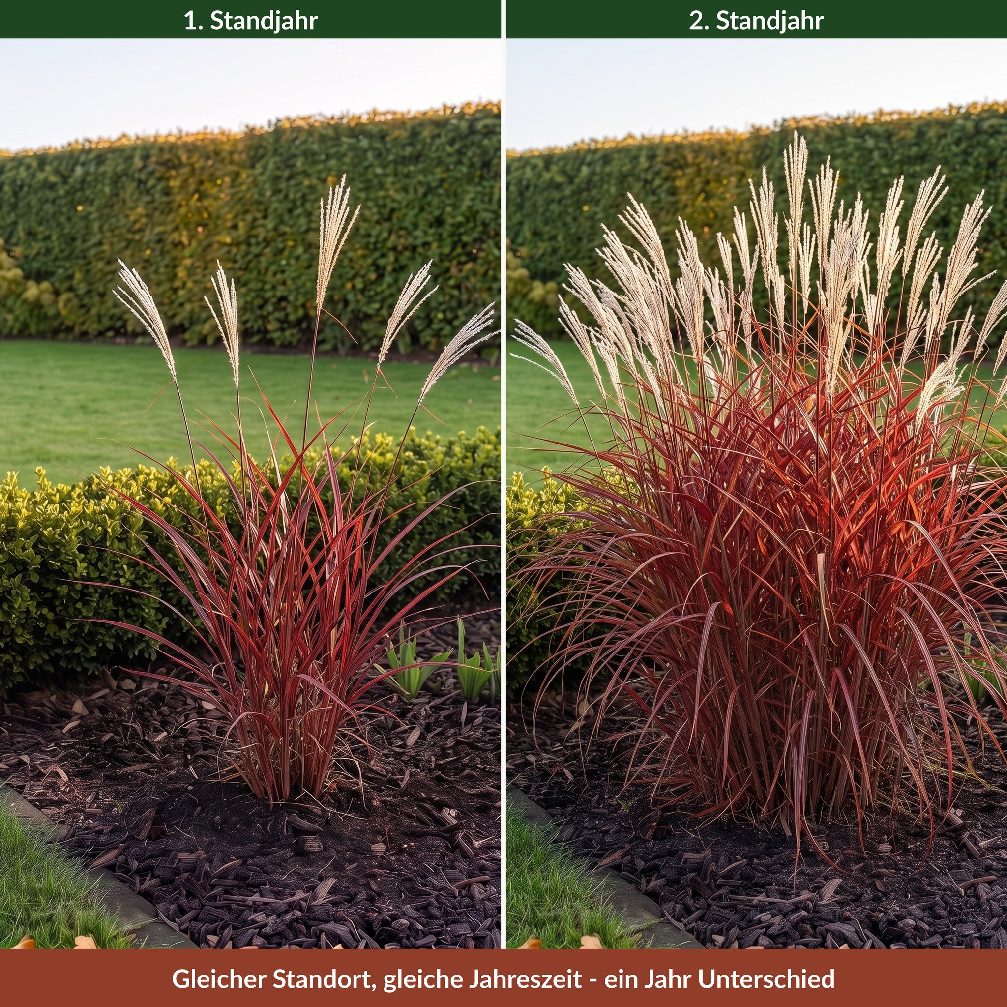 Zweigeteilter Vergleich von Miscanthus sinensis 'Lady in Red': links die junge Pflanze im ersten Standjahr als schmaler Trupp, rechts derselbe Standort im zweiten Standjahr mit vollem Horst