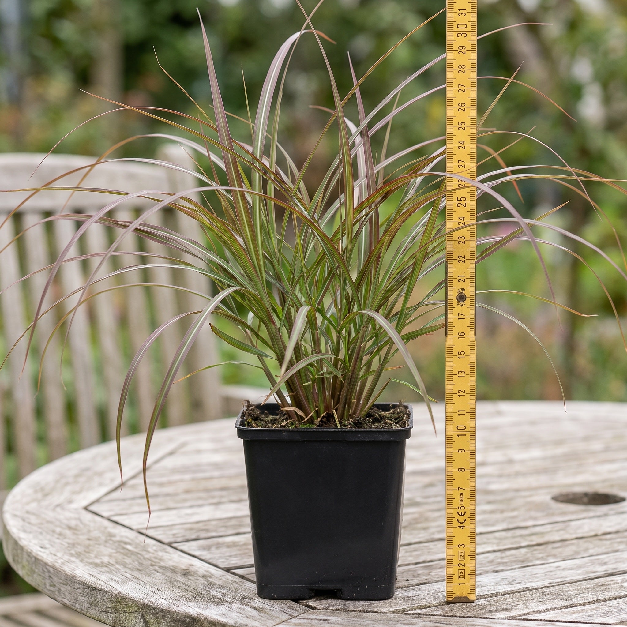Lieferzustand von Miscanthus sinensis 'Lady in Red': durchwurzelte Jungpflanze im eckigen schwarzen 11 × 11 cm Topf auf einem Gartentisch, daneben ein aufrecht stehender Zollstock als Größenvergleich